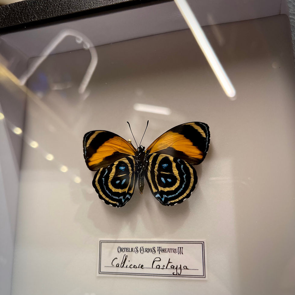 Miniature : Callicore face ventrale en cadre