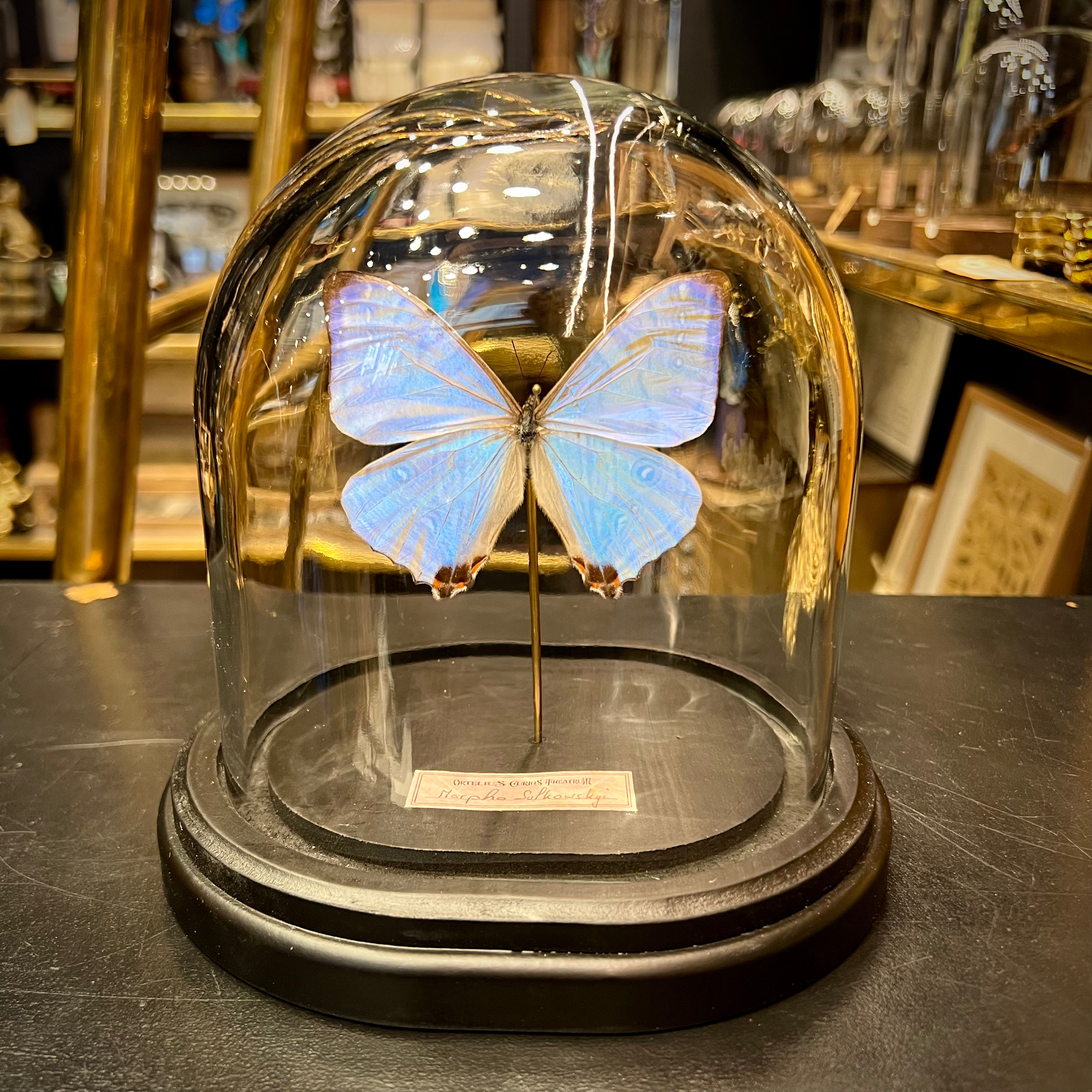 Morpho sulkowski base noire 