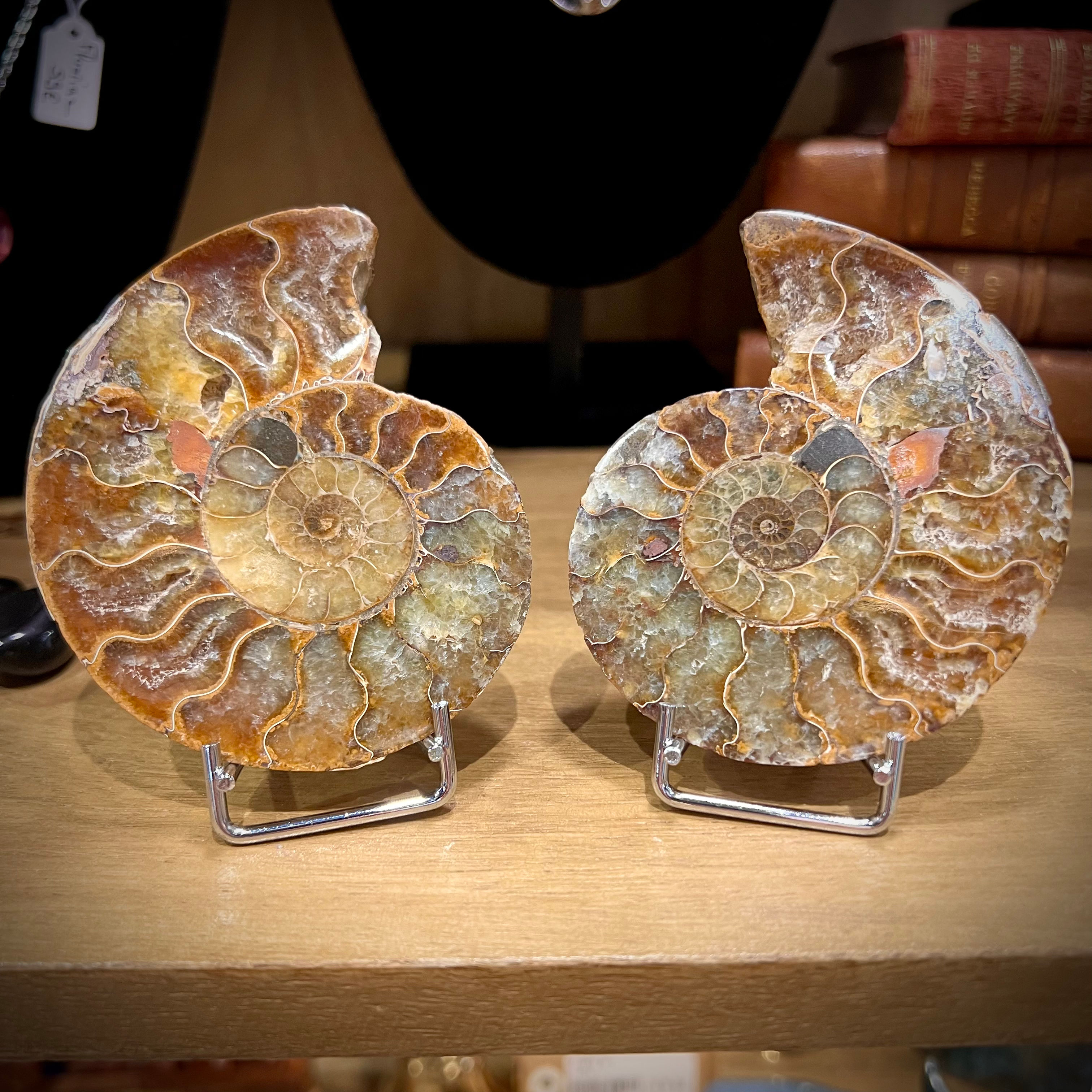 Ammonite sciée et polie
