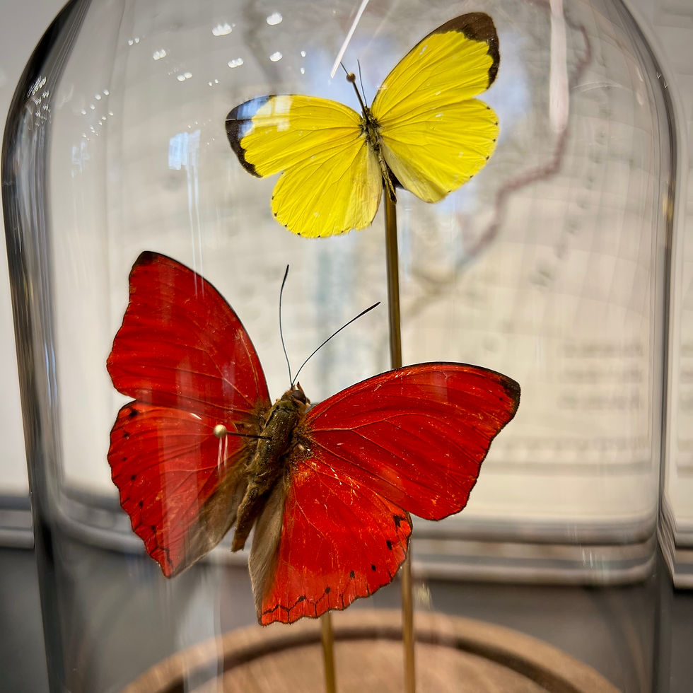 Miniature : Duo Sangaris Hecabe