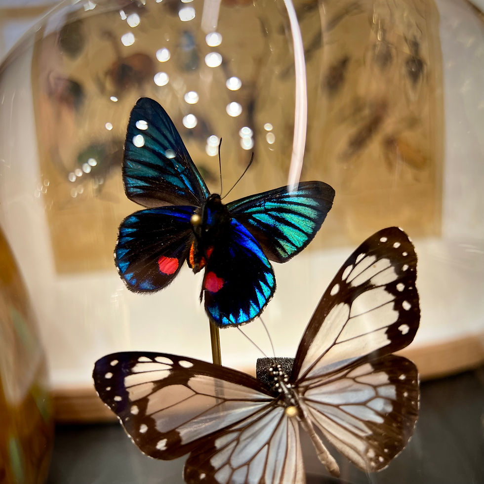 Miniature : Duo irisé et transparent 