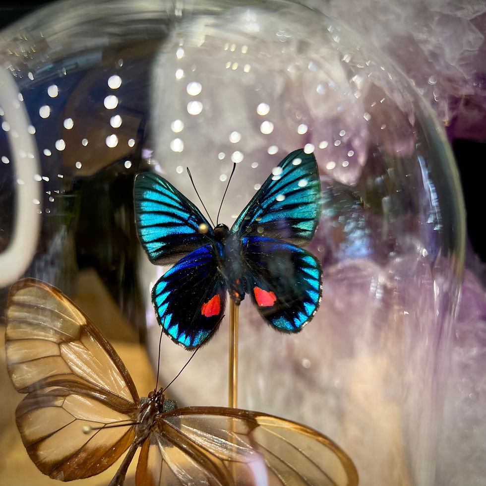 Miniature : Duo bleu et transparent 