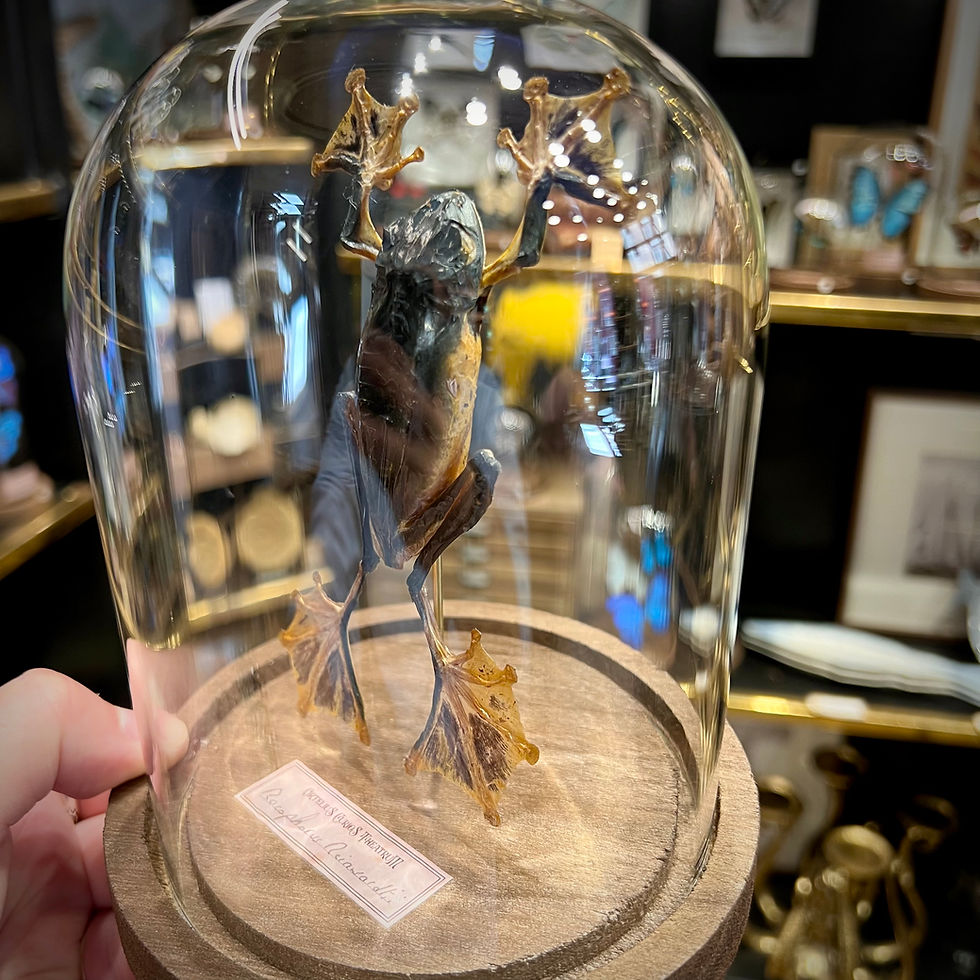 Miniature : Grenouille Racophorus grande taille
