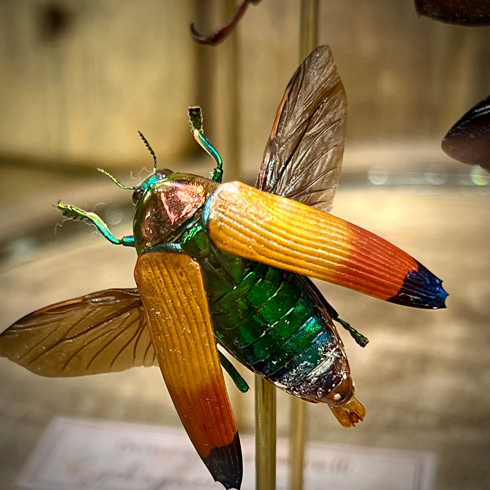 Miniature : Un insecte jaune et orange