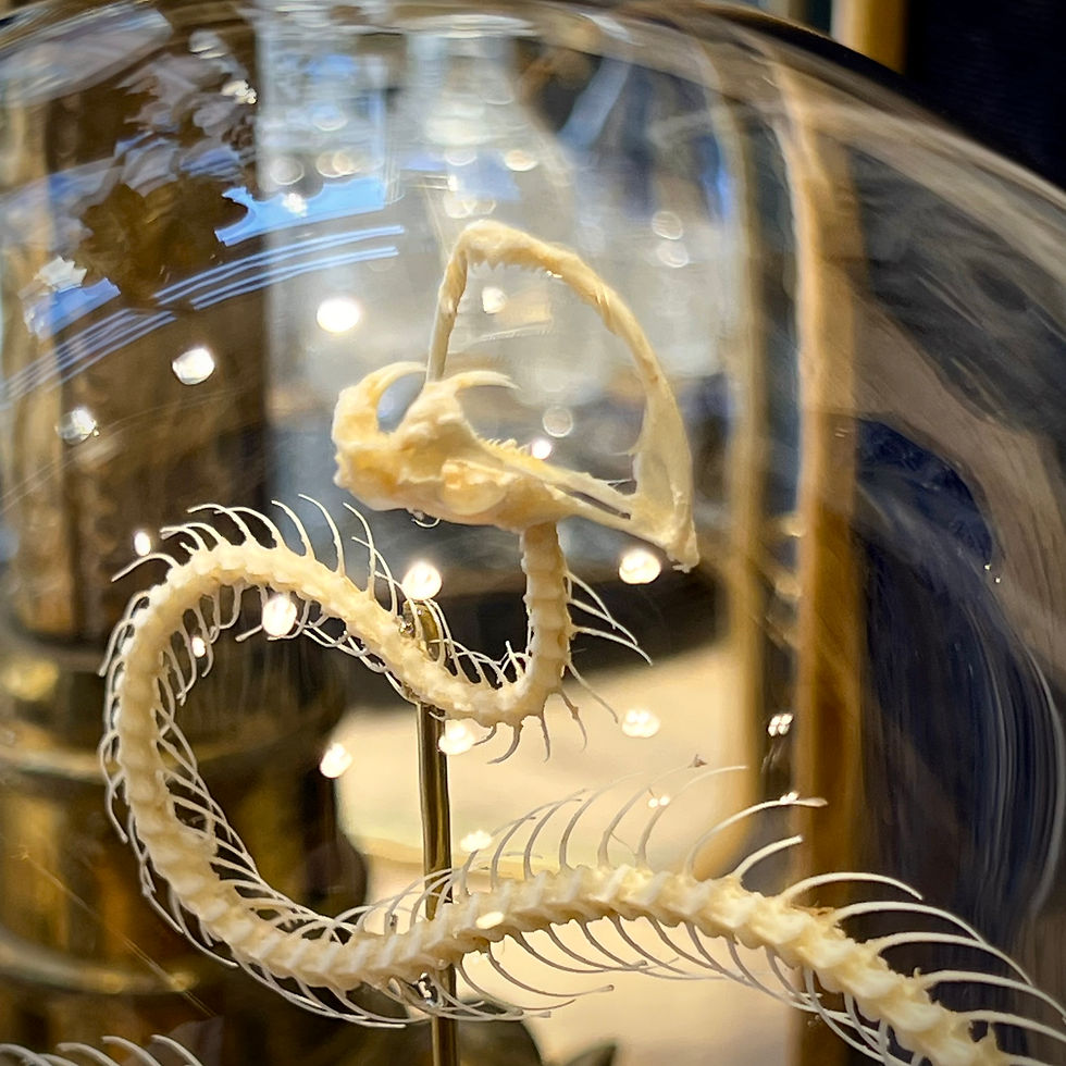 Miniature : Squelette de serpent - Trimeresus albolabris 