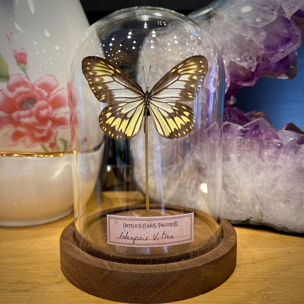 Miniature : Ideopsis 