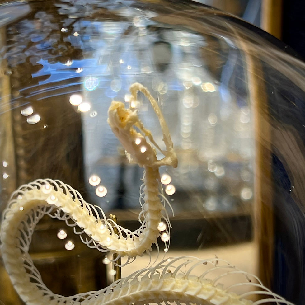 Miniature : Squelette de serpent - Bungarus candidus 