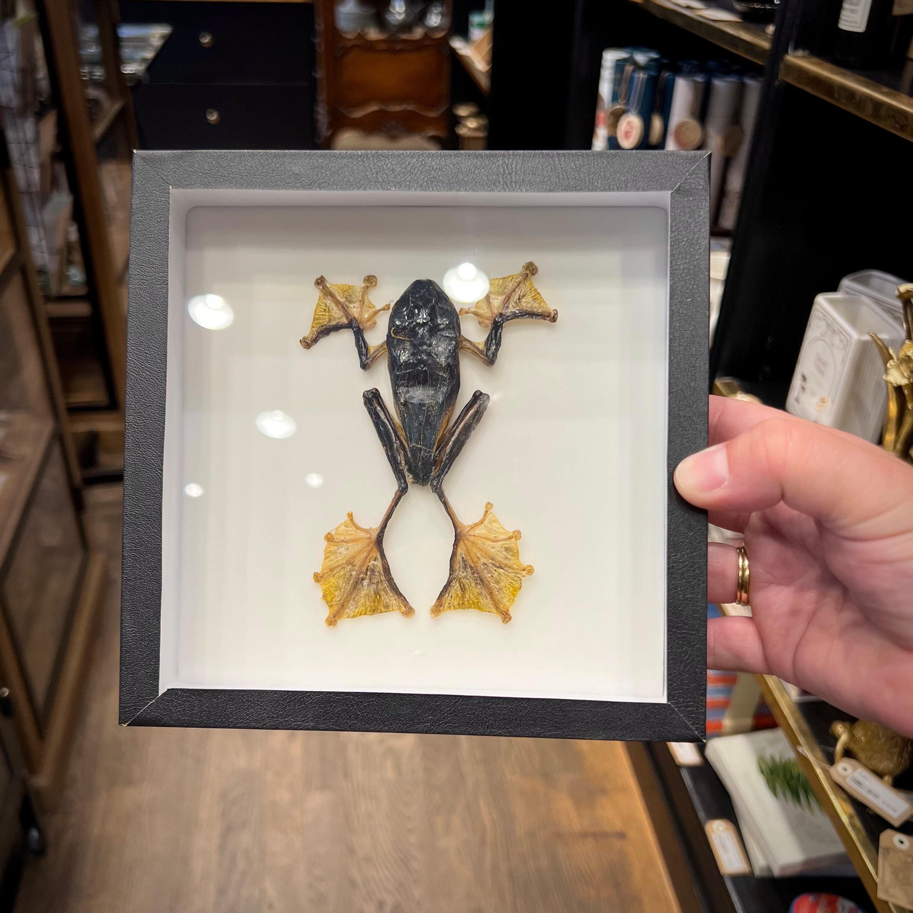 Grenouille Racophorus en cadre