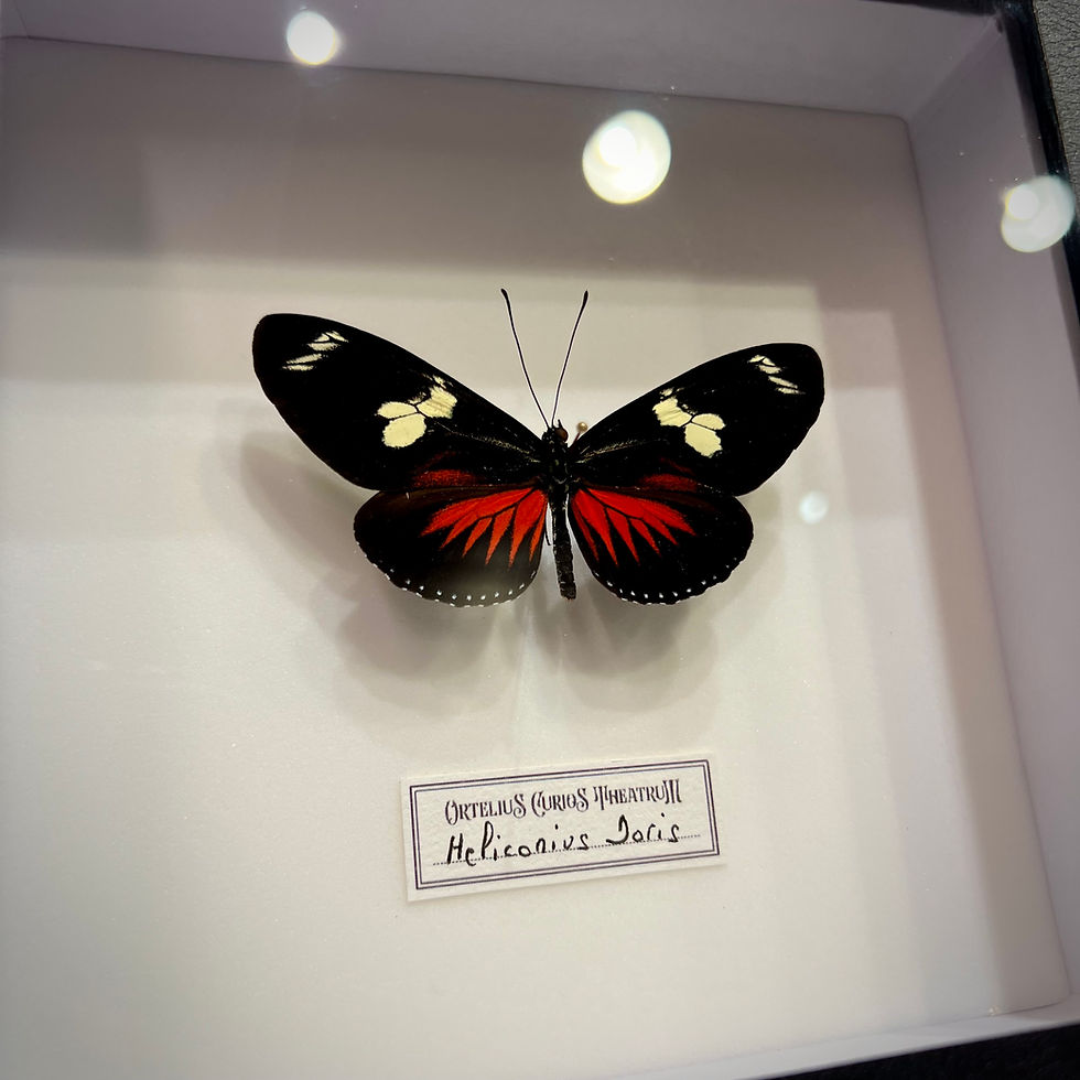 Miniature : Heliconius en cadre 