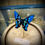 Miniature : Ancyluris face ventrale