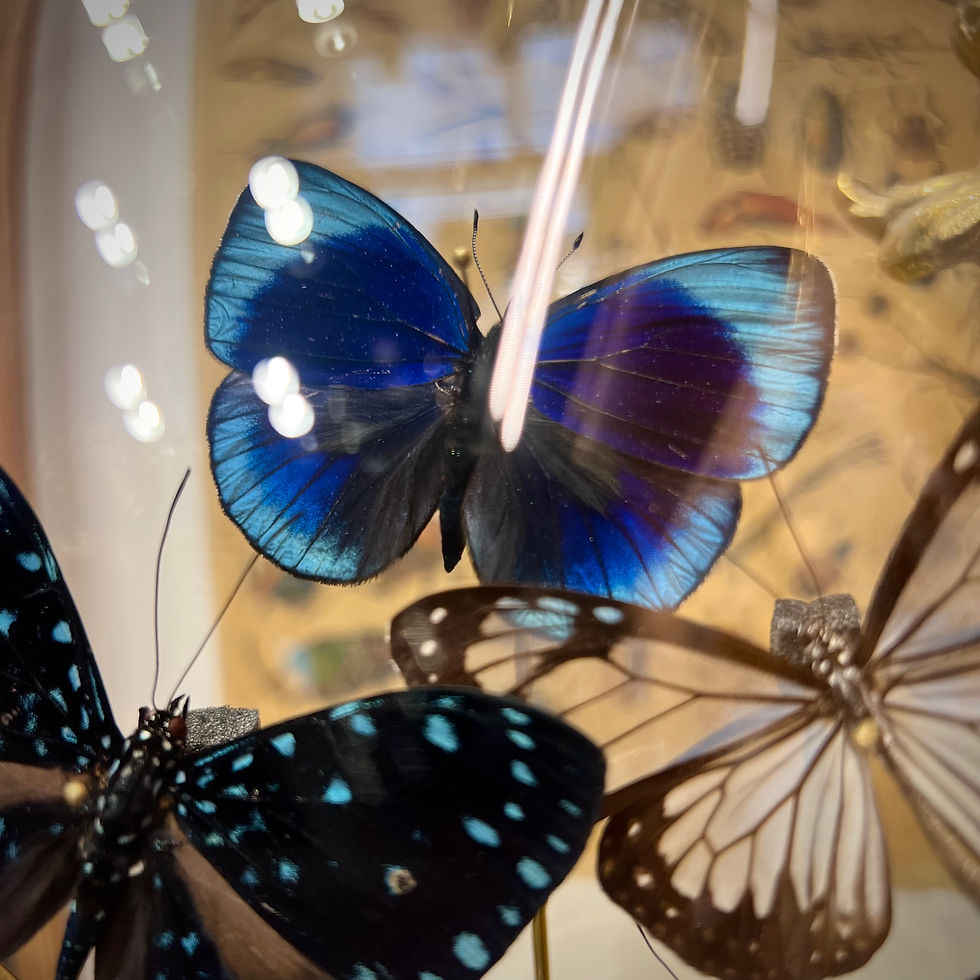 Miniature : Envolée bleue et transparente 