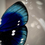 Miniature : Composition bleue avec Morpho