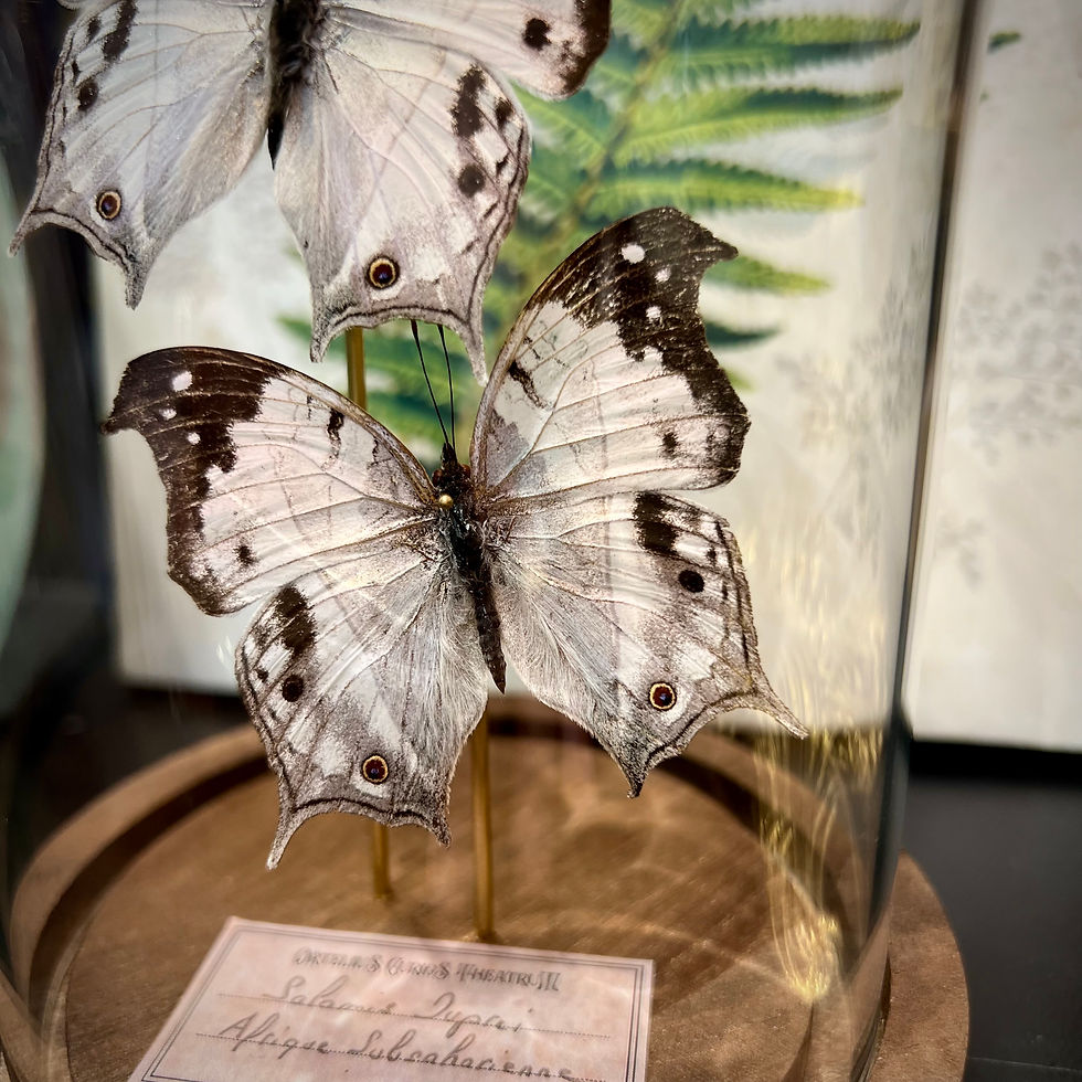 Miniature : Papillon salamis duprei naturalisé dans un cabinet de curiosités  - décoration muséale