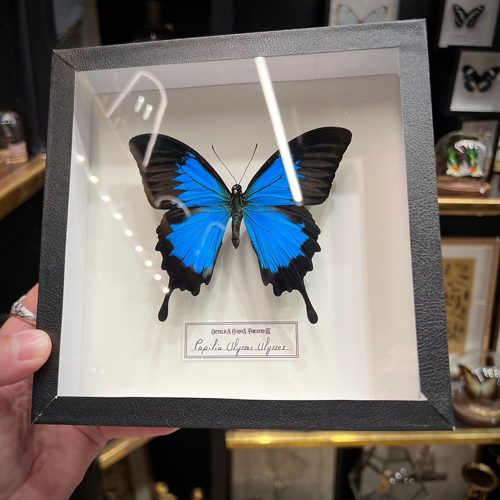 Miniature : Ulysses en cadre