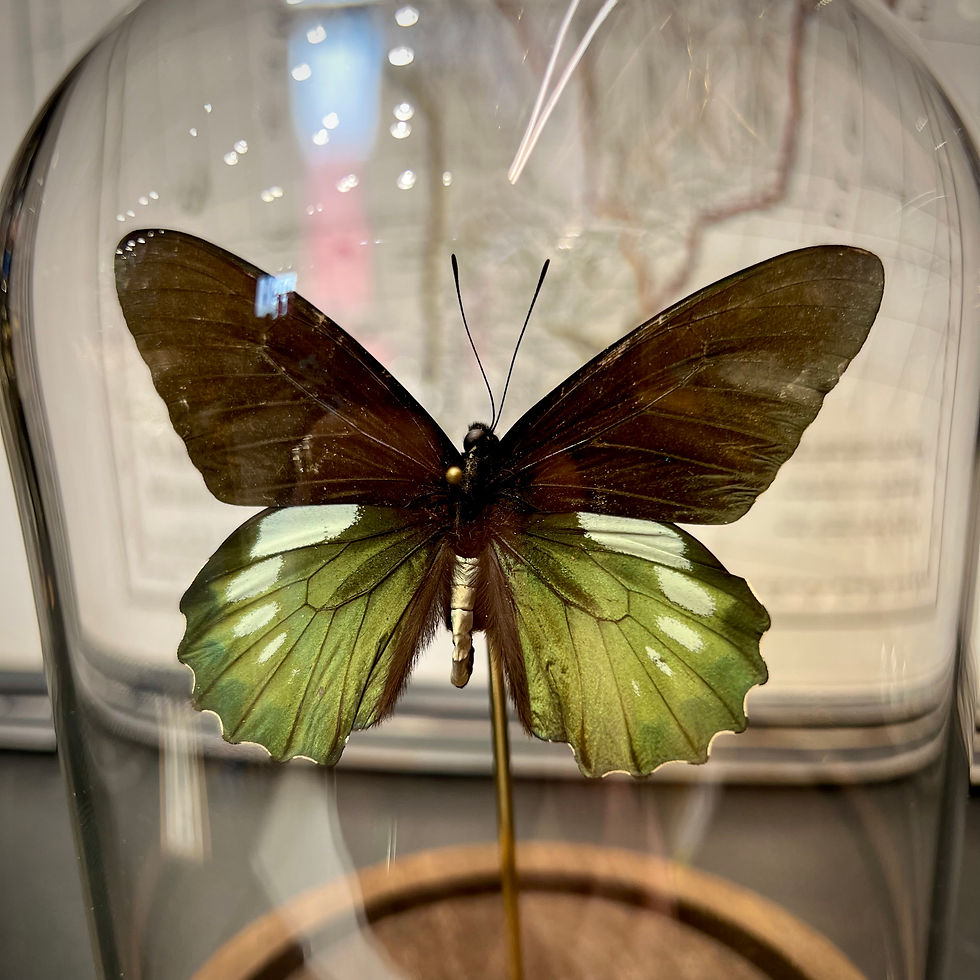 Miniature : Battus sous cloche