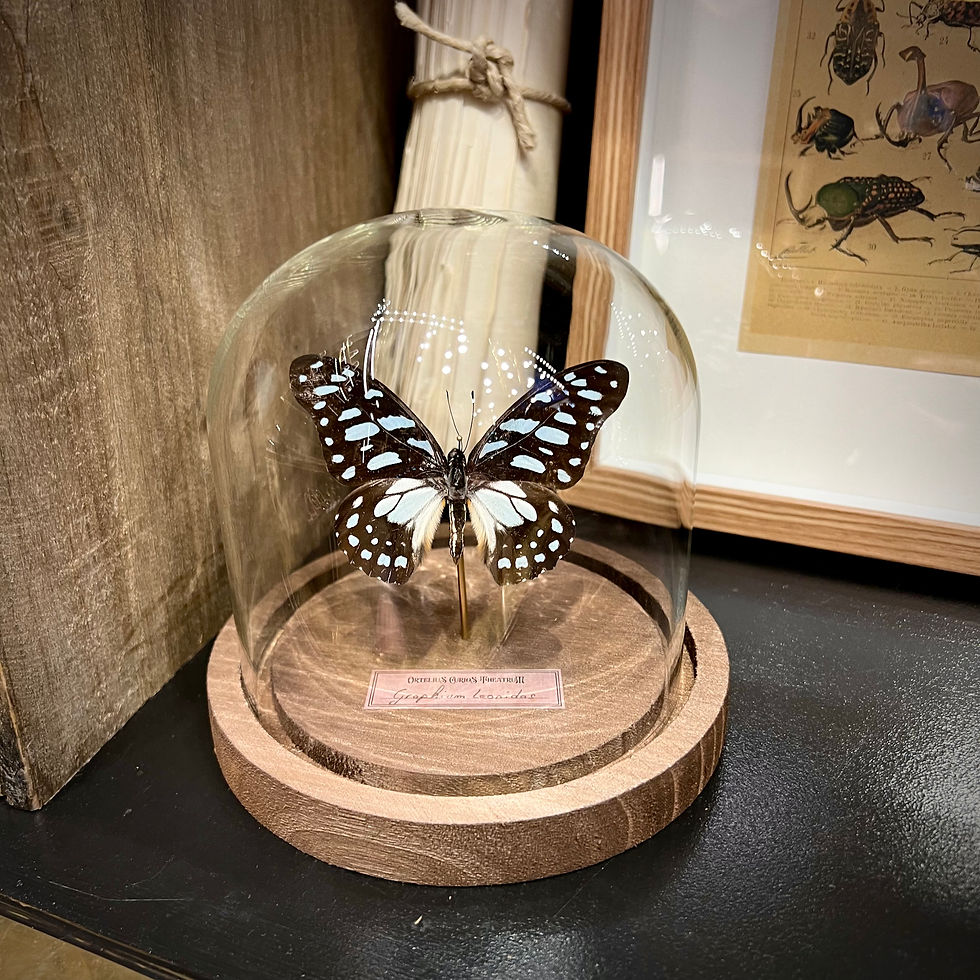 Miniature : Graphium leonidas
