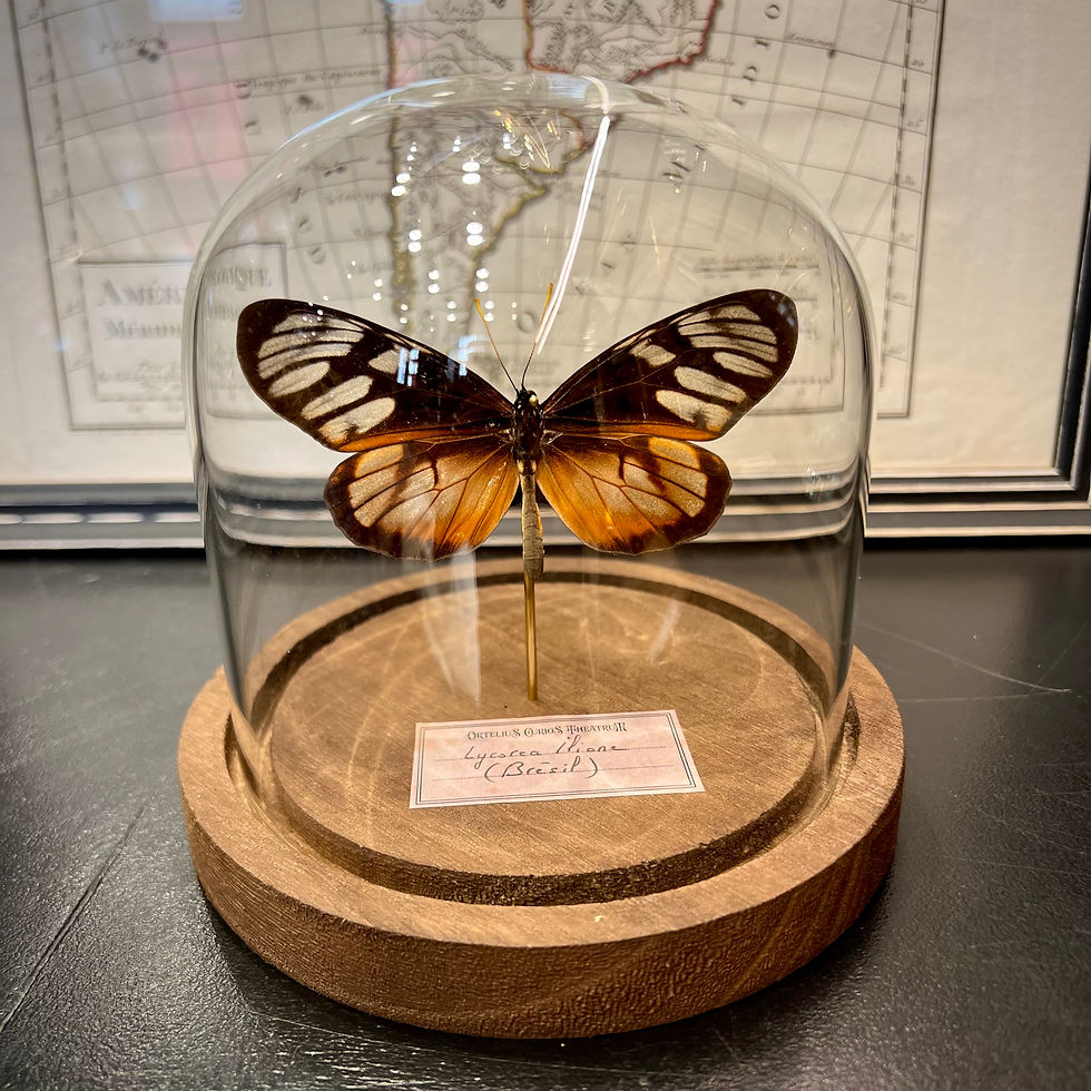 Miniature : Lycorea du Brésil 