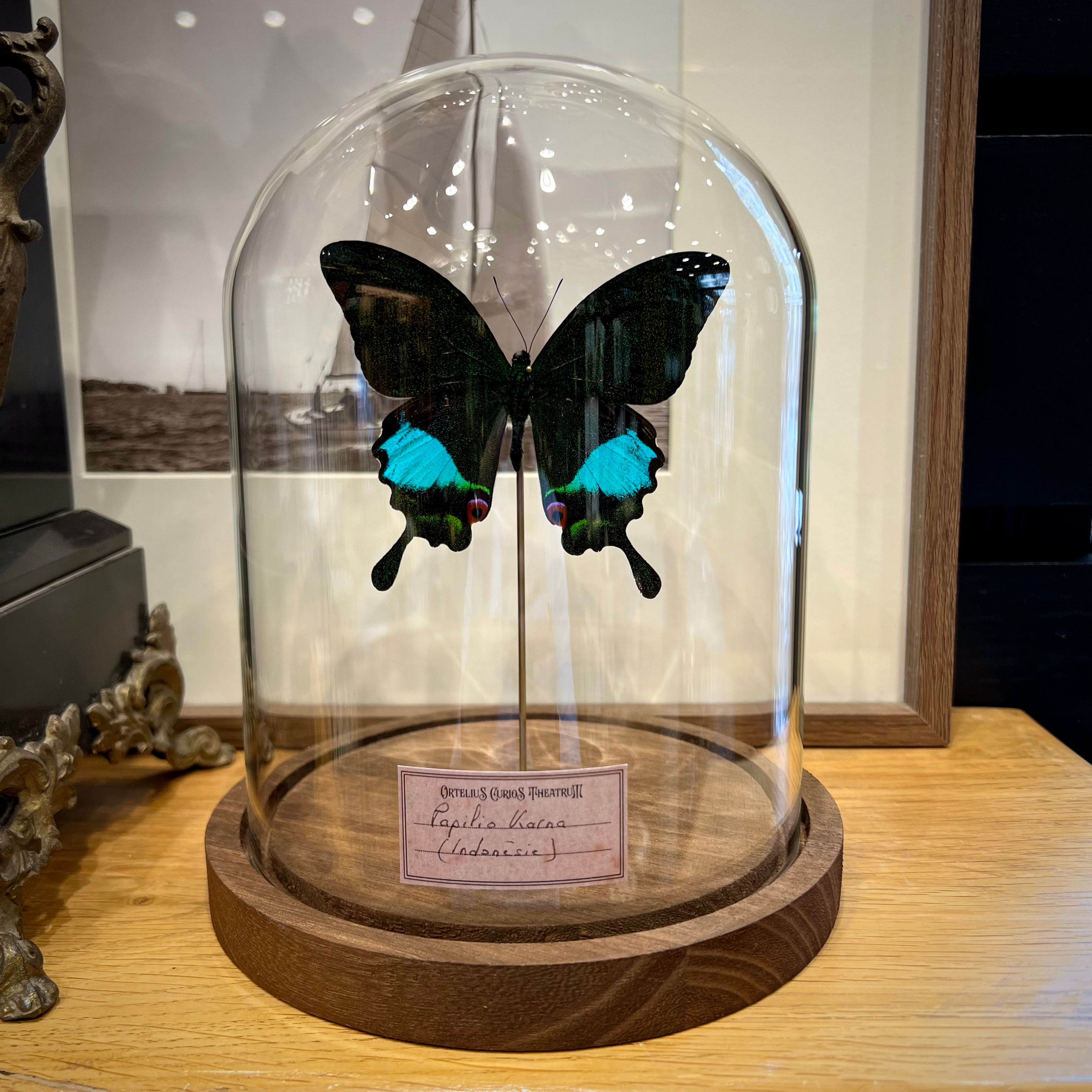 Papilio karna