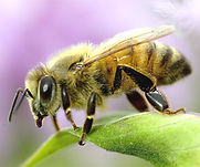 Honey Bee.jpg