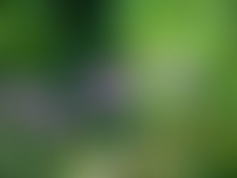 De magie van een ecologische tuin