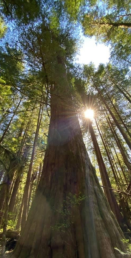 Equity Star Consulting Old Growth.JPG