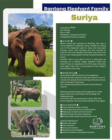 suriya.jpg