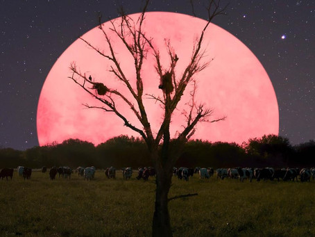 Energy Update: The Pink Full Supermoon