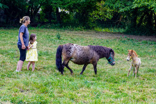 activités libres ferme du champ du loup lobbes