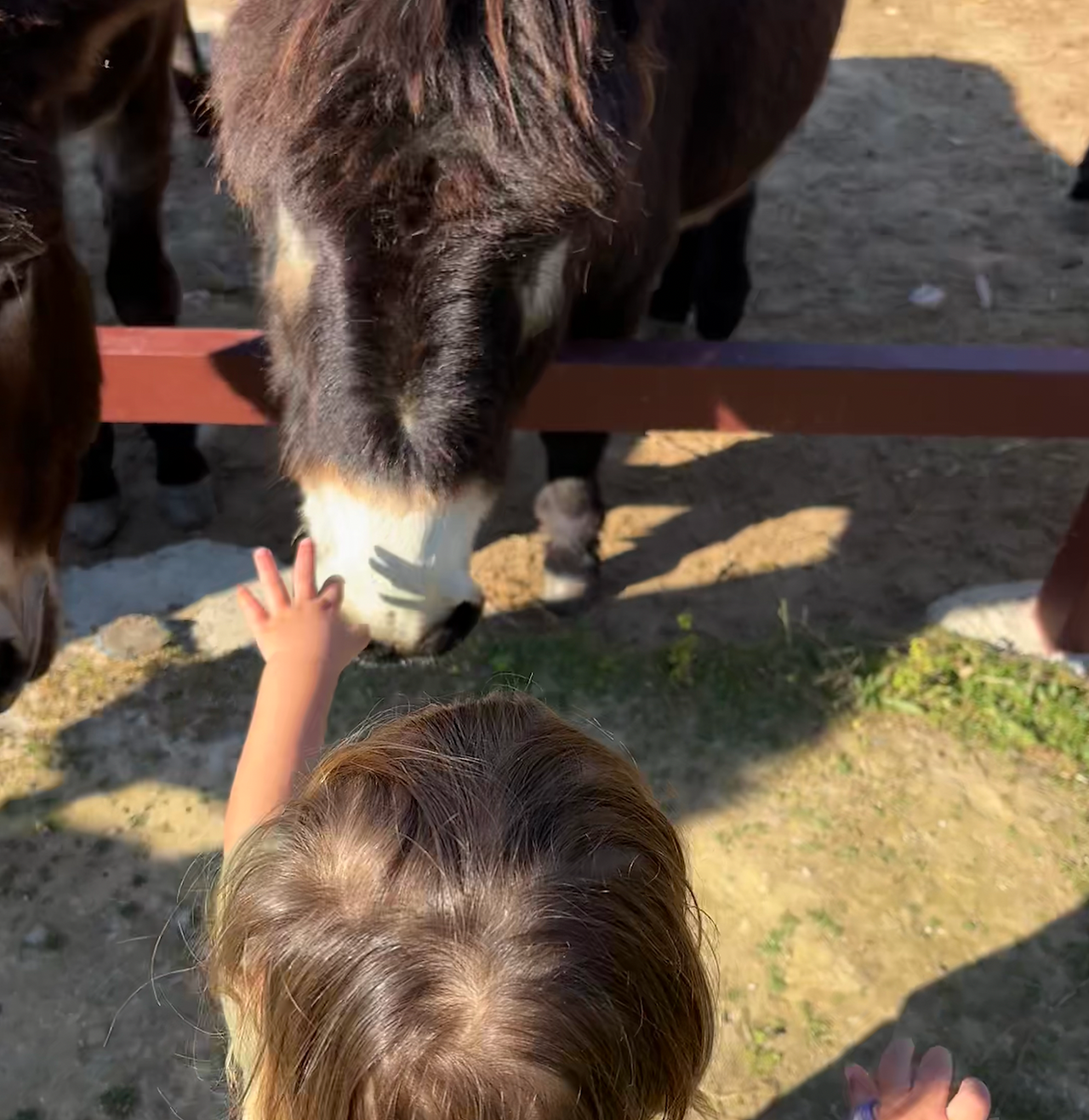 Ezel rijden met kids algarve