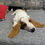 Miniatura: Filhotes de Basset hound 