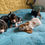 Miniatura: Filhotes de Basset hound 