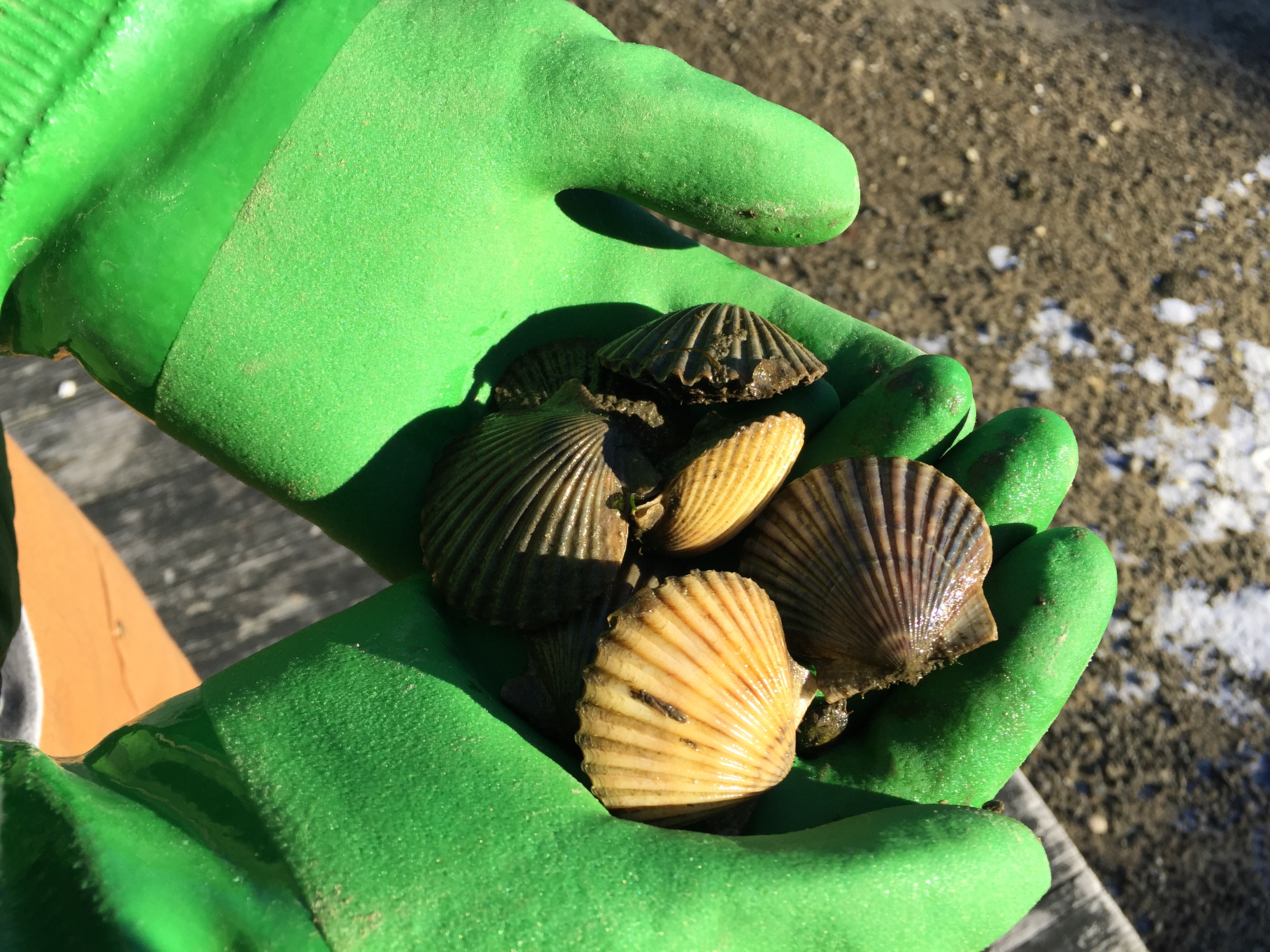 Bay Scallop Chesapeake Bay Program