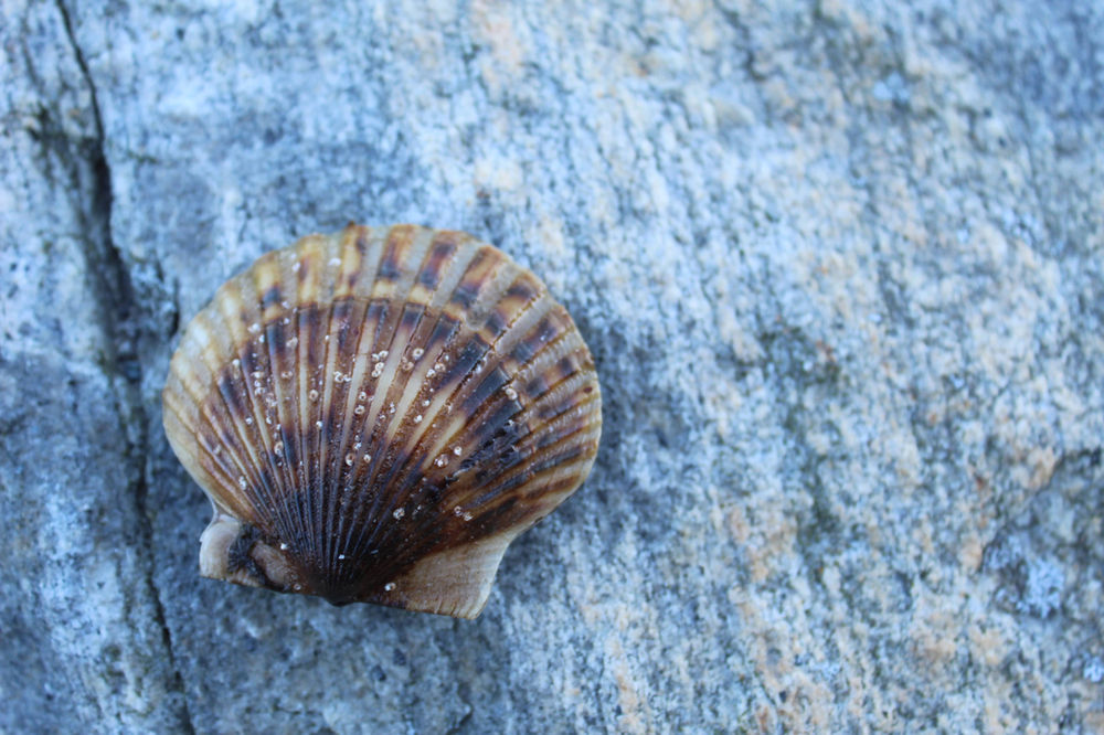 The Niantic Bay Scallop Our History, Our Culture