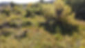 DJI_0422.JPG