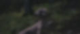 adult greyhound on forest during daytime_edited_edited.jpg
