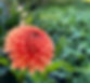 Beautiful orange dahlia in field