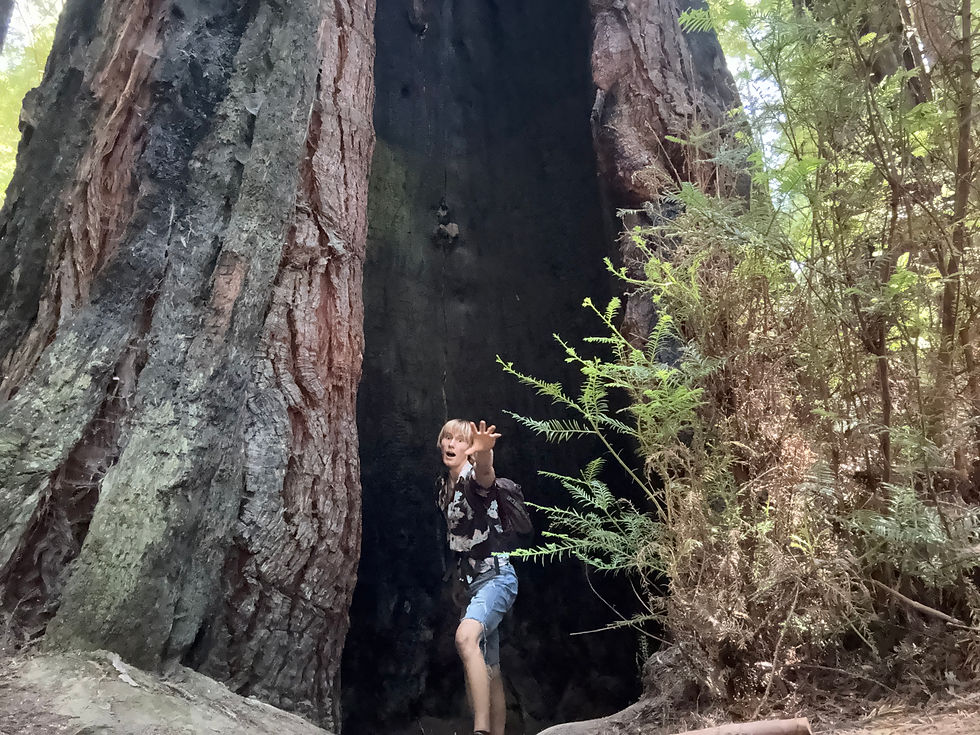 Falling into hollowed out Redwoods at the Humboldt visitor center nature trail