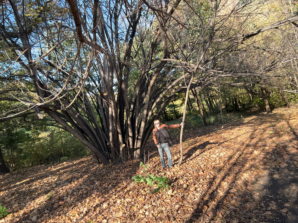 Taking a photo with a neat tree in Longfellow Park