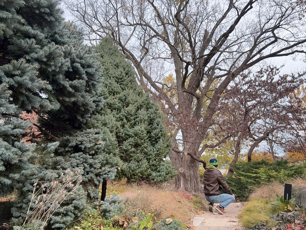 Trying to capture a pretty shot in the botanical gardens