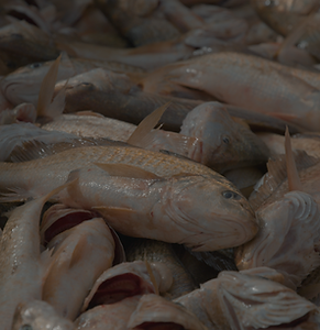 UHD_Final Cut 17 de abril.00_46_51_12.Still033.png