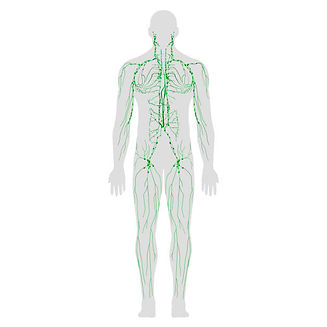 Lymphatic.jpg