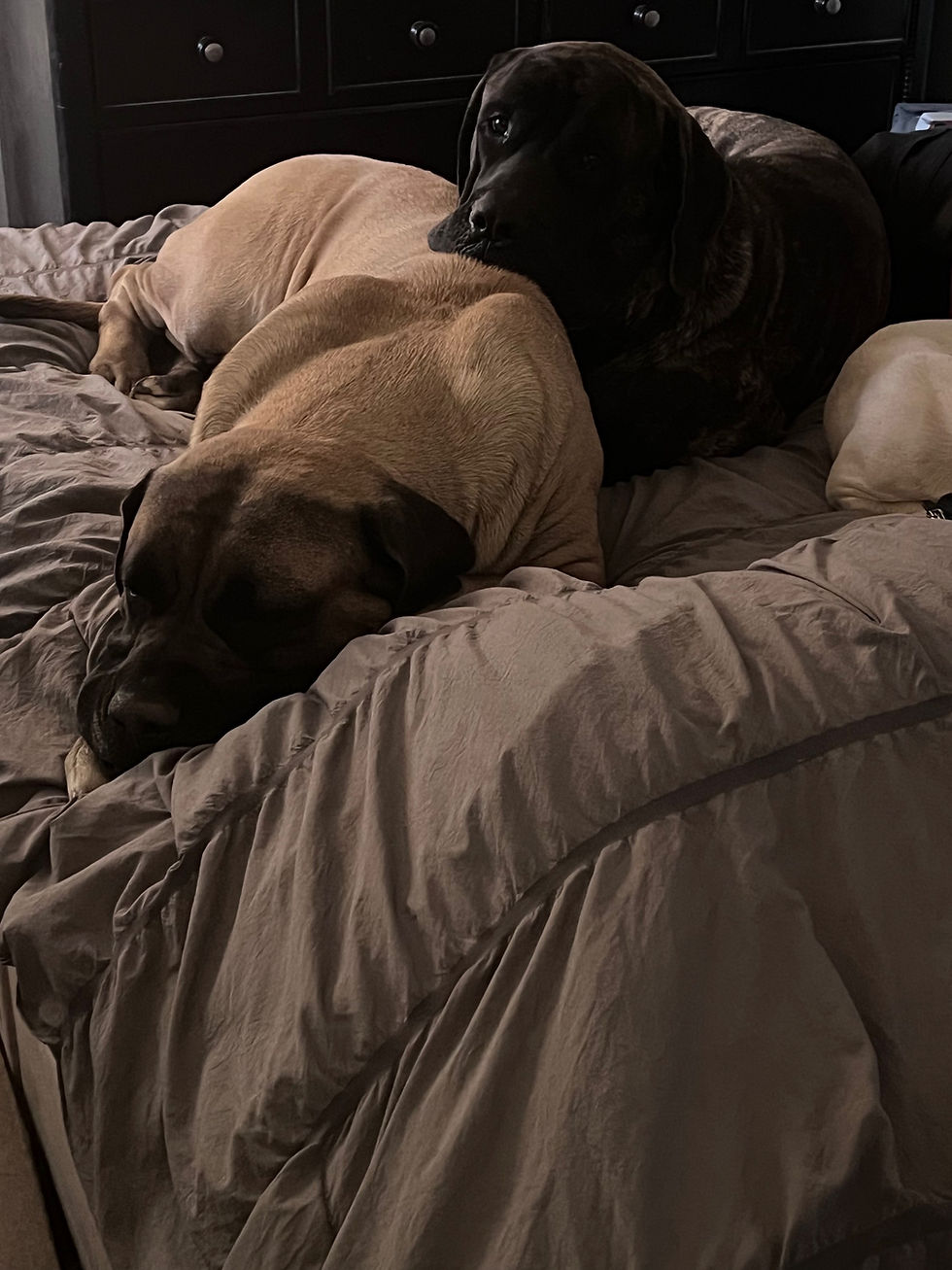 Thumbnail: AKC Registered English Mastiff Puppies