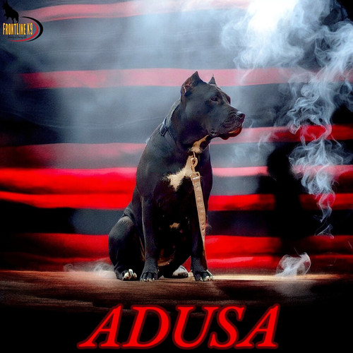 Pitbull Frontline Presa Show Black Cocker Spaniel Puppies For Sale