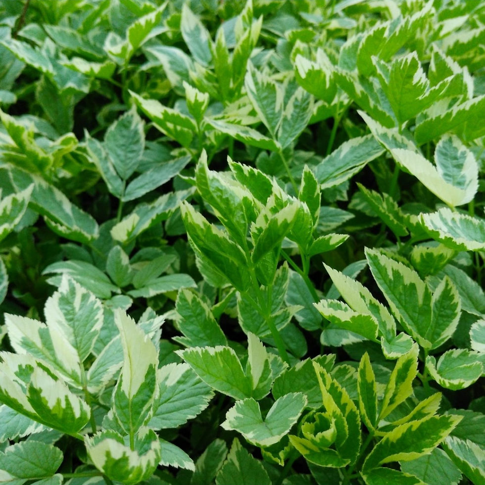 Сныть Пестролистная