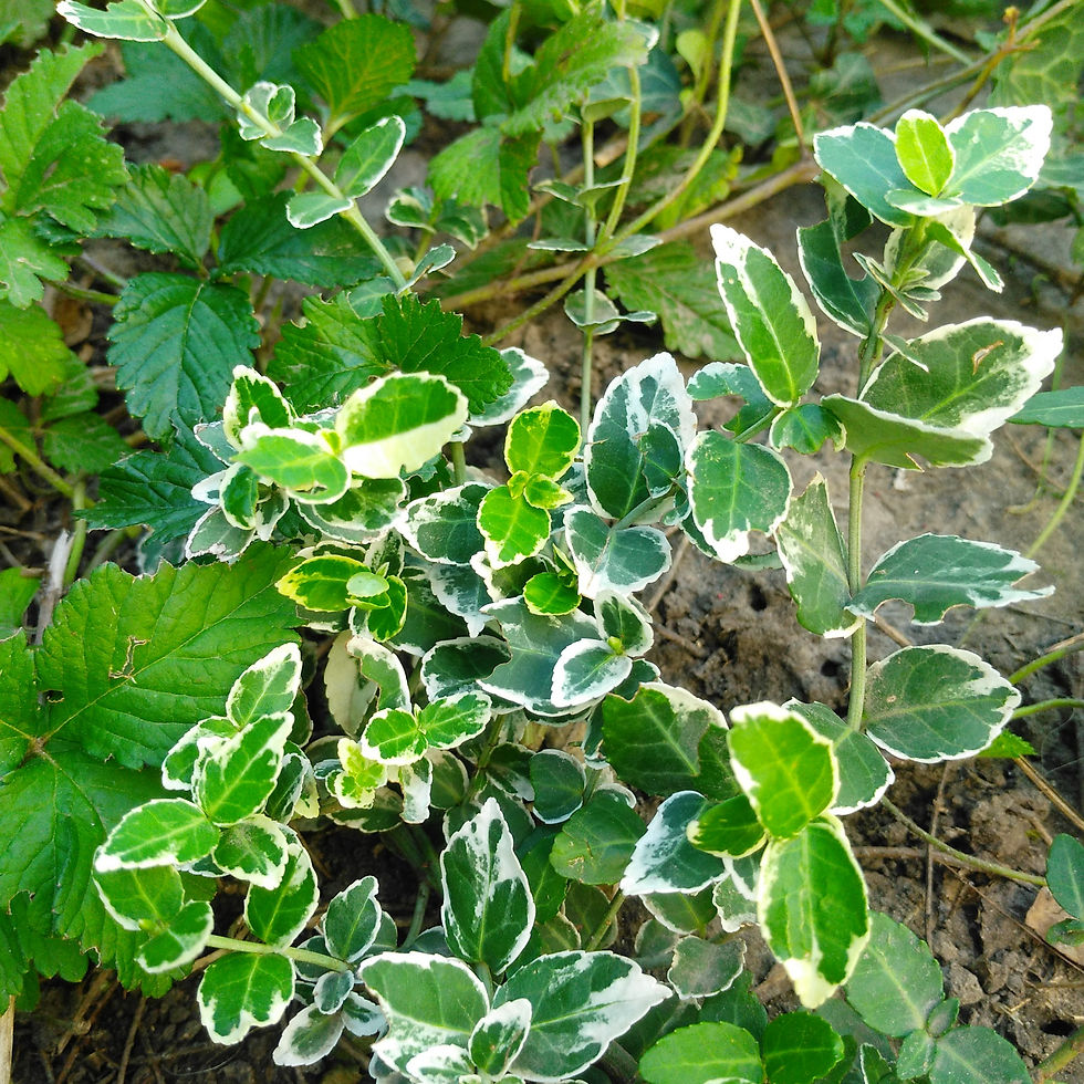 Бересклет Эмеральдгаети