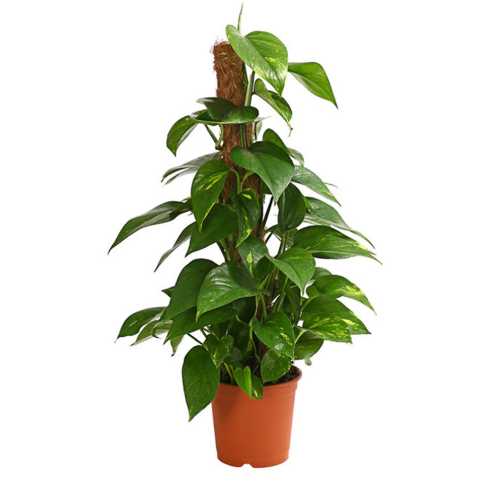 Сциндапсул