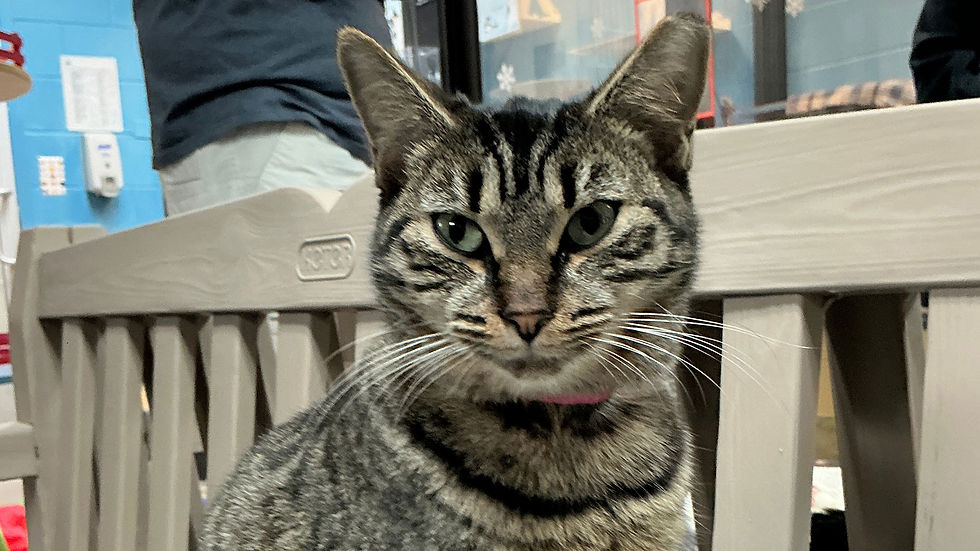 animals-sized-Adoption-Center-cat.jpg