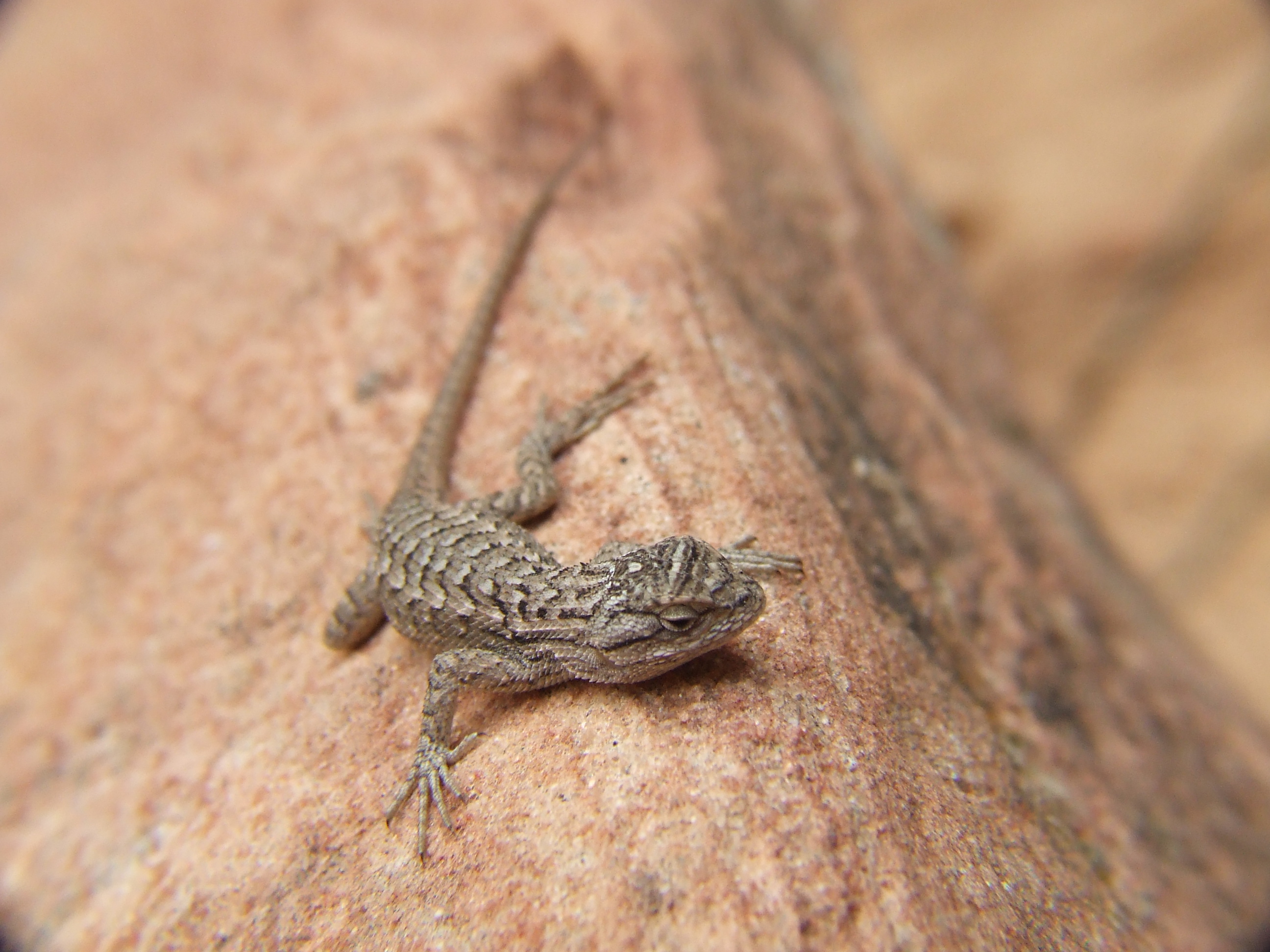Zion Lizard