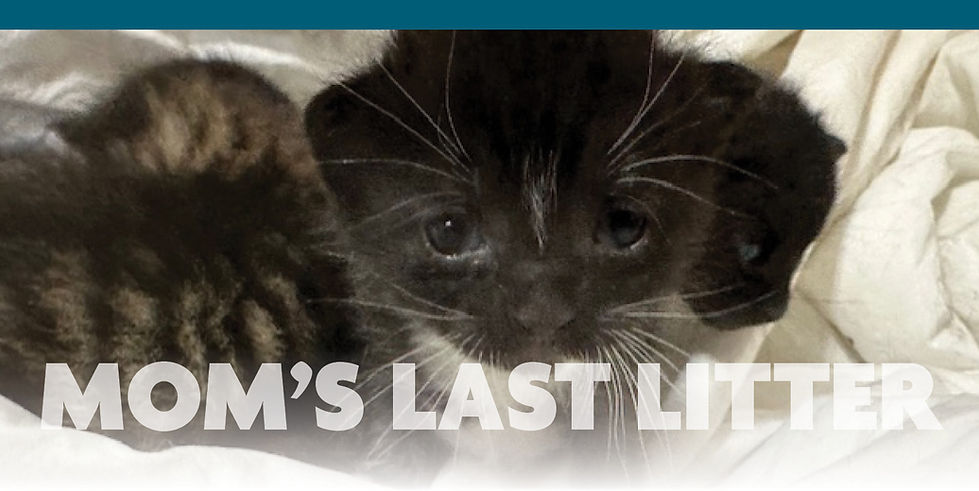 Programs-header-moms-last-litter.jpg