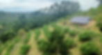 A view of Savages Coffee's farm, custard apple trees and hoop pines in Brookfield, Brisbane
